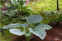 0123f384-IMG_7126 hoste, bergenija.jpg